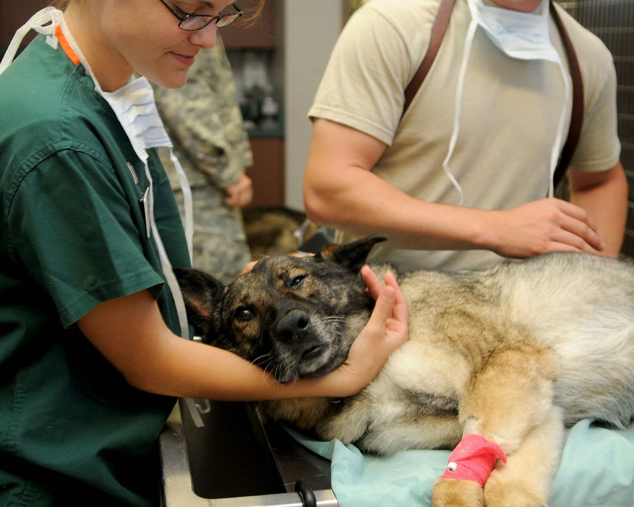 How to Choose the Right Veterinarian